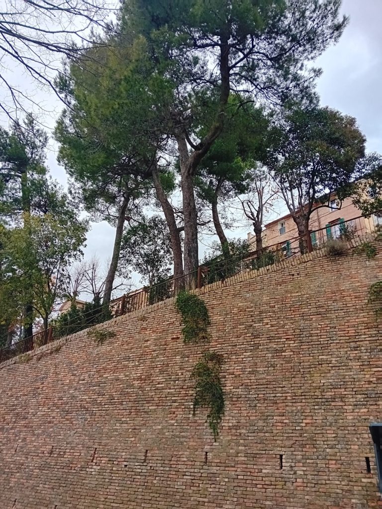 Recanati, grosso pino a rischio crollo abbattuto d’urgenza